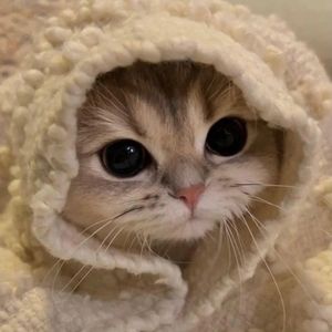 Meet your Posher, Fortino